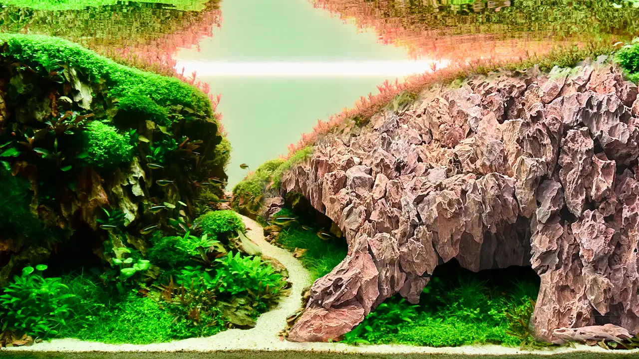 Aquascaping steps - Hidden aquatic realms - IAPLC 2025 Fine Works - Benjamin Stofferus / Belgium